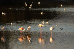 Andrea Adones, alumna del taller de Fotografía de Fauna