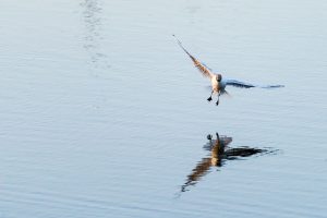 Francisco Torres, alumno del taller de Fotografía de Fauna
