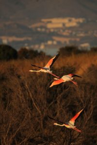 Pablo Moreno, alumno del taller de Fotografía de Fauna