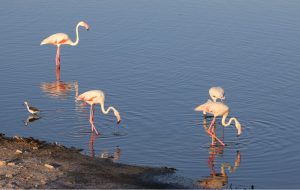 Pascal Bredoux, alumno del taller de Fotografía de Fauna
