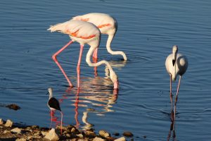 Pascal Bredoux, alumno del taller de Fotografía de Fauna