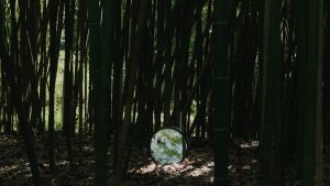 Videoinstalación el rugir de los árboles MAF 2020